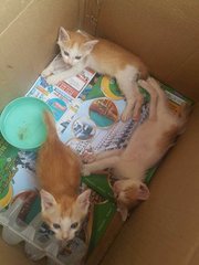 Orange Babies - Domestic Short Hair Cat