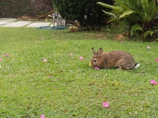 Tokki - Bunny Rabbit Rabbit