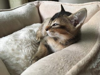Leelu - Tabby Cat