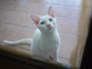 Didi And Jojo - Domestic Short Hair + Siamese Cat