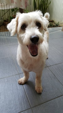 Snowie (Maltese Poodle Mix) - Maltese + Poodle Dog