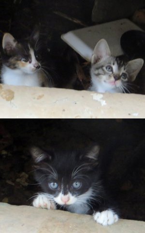 Ms Black New Kittens - Calico + American Shorthair Cat