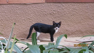 Ms Black New Kittens - Calico + American Shorthair Cat