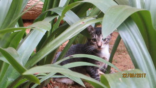 Ms Black New Kittens - Calico + American Shorthair Cat