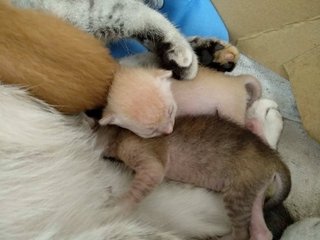 Urgent!female Cat With Her Three Kittens - Domestic Medium Hair Cat