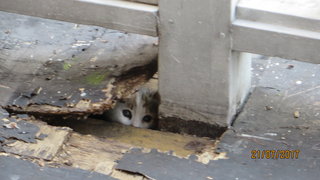 Ms White Kittens - Calico + American Shorthair Cat