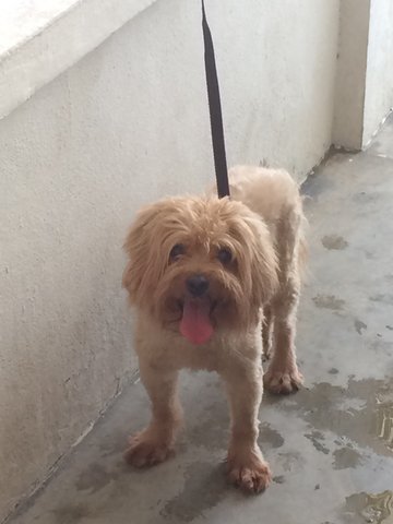 Leo - Poodle + Pekingese Dog