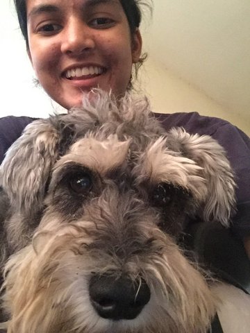 Jasz Michael - Schnauzer Dog