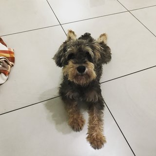 Jasz Michael - Schnauzer Dog