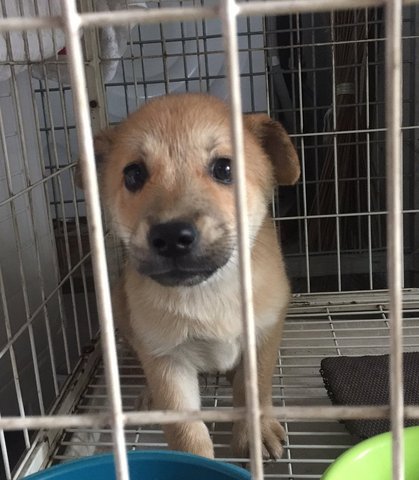 Scoby - Mixed Breed Dog