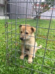 Scoby - Mixed Breed Dog