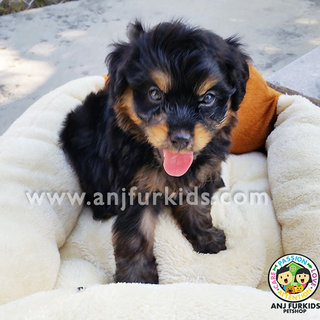 Adorable Tiny Female Shih Tzu Mix Poodle - Shih Tzu + Poodle Dog