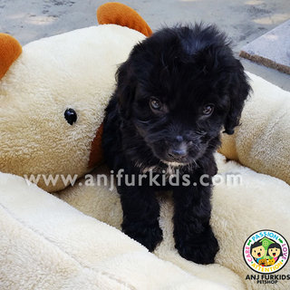 Adorable Tiny Female Shih Tzu Mix Poodle - Shih Tzu + Poodle Dog