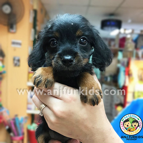 Adorable Dachshund Mix Poodle1 Puppies  - Dachshund + Poodle Dog