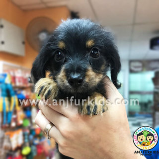 Adorable Dachshund Mix Poodle1 Puppies  - Dachshund + Poodle Dog