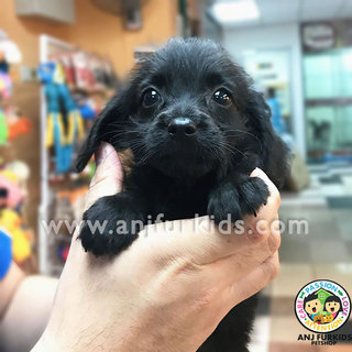 Adorable Dachshund Mix Poodle1 Puppies  - Dachshund + Poodle Dog