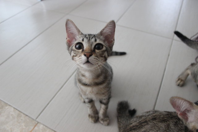 Josefina - Domestic Short Hair Cat