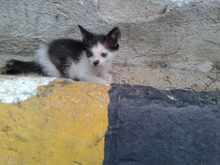 kitten no 2