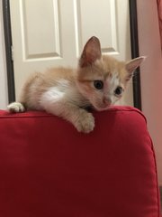 Little Ginger - Domestic Medium Hair Cat