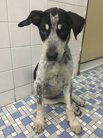 Roger And Rosie - Mixed Breed Dog