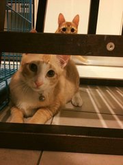 Momo - Tabby Cat