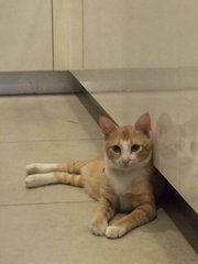 Momo - Tabby Cat
