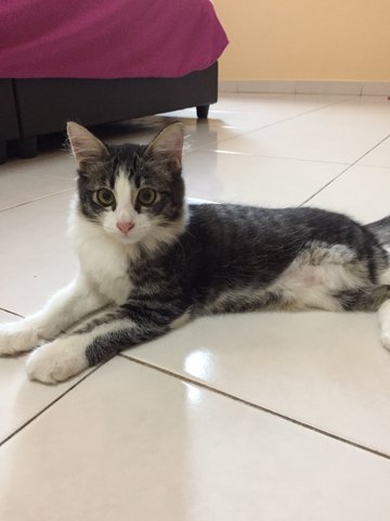 Wachubby - Domestic Medium Hair Cat