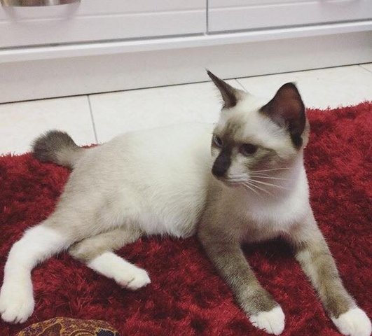 Coco - Siamese Cat