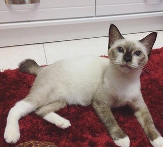 Coco - Siamese Cat