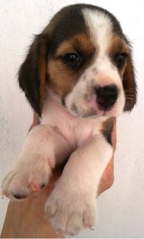 Tri Colour Beagle Puppy - Beagle Dog