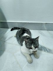 Pepper Or Pebbles - Domestic Short Hair + American Shorthair Cat