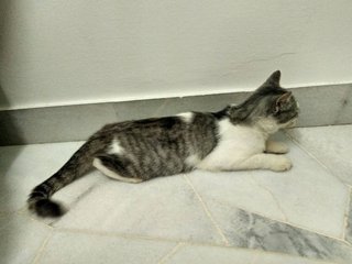 Pepper Or Pebbles - Domestic Short Hair + American Shorthair Cat