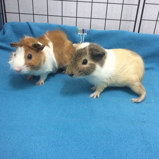 Malfoy &amp; Weasley - Guinea Pig Small & Furry