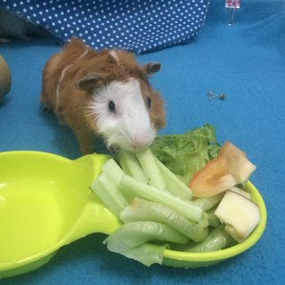 Malfoy &amp; Weasley - Guinea Pig Small & Furry