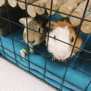 Malfoy &amp; Weasley - Guinea Pig Small & Furry