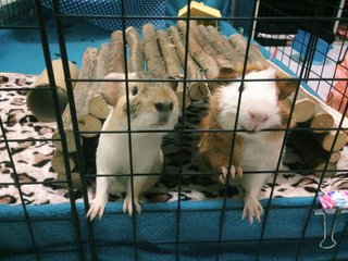 Malfoy &amp; Weasley - Guinea Pig Small & Furry