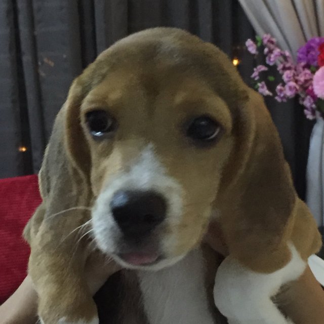 Coco - Beagle Dog