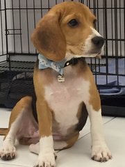 Coco - Beagle Dog