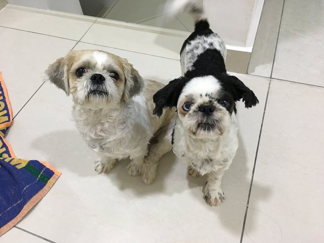 Mochichi &amp; Moqq - Shih Tzu Dog