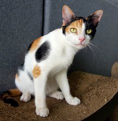 Katy Purry - Calico + Domestic Short Hair Cat