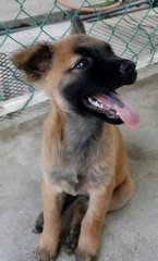 Honey Bee - Belgian Shepherd Malinois Mix Dog