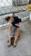 Honey Bee - Belgian Shepherd Malinois Mix Dog