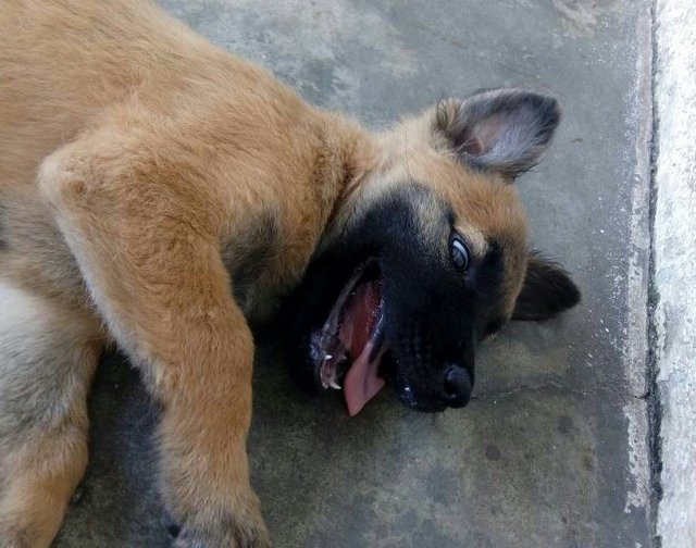 Honey Bee - Belgian Shepherd Malinois Mix Dog