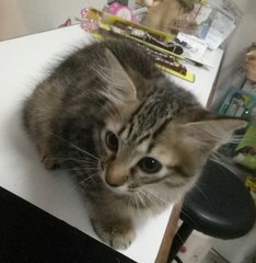 Male Kittens  - Domestic Medium Hair + Domestic Short Hair Cat