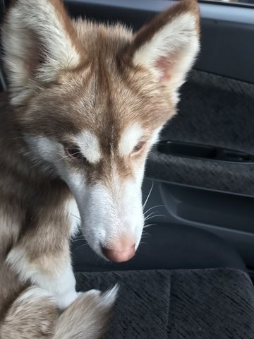 Husky  - Siberian Husky Dog