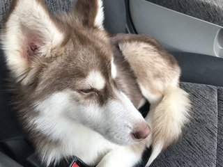 Husky  - Siberian Husky Dog