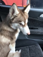 Husky  - Siberian Husky Dog