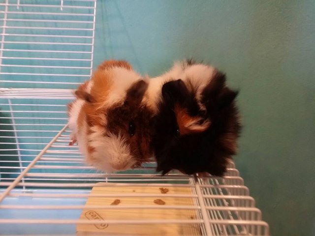 Milo (Female) &amp; Mochi (Male) - Guinea Pig Small & Furry