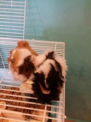 Milo (Female) &amp; Mochi (Male) - Guinea Pig Small & Furry