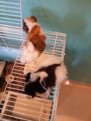 Milo (Female) &amp; Mochi (Male) - Guinea Pig Small & Furry